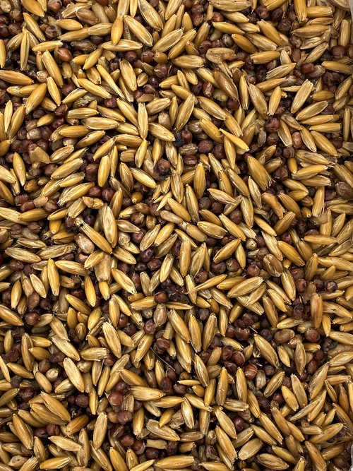 Goonie Grains™ Grain Spawn - Sterilized