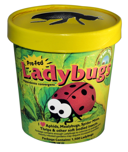 Live Ladybugs 750