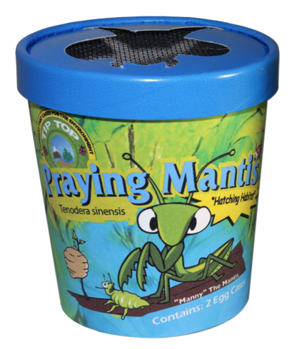 Praying Mantis - 2pcs